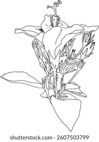 Hibiscus flower outline vector illustration. Hand drawn sketch of blooming floral plant. Botanical line art. Great for wedding decor, cards and invitations