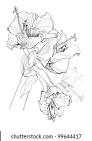 hibiscus flower pencil drawing