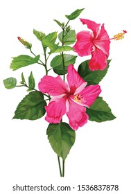 Hibiscus flower pink  color,Tropical flower isolated on white background