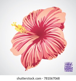 Hibiscus flower in pink red and yellow color. Vector silhouette of exotic plant. Botanical element isolated on white background. Summer hawaiian hand drawn vector tropical hibiscus. Exotic retro logo.