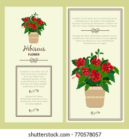 Hibiscus flower in pot vector advertising banners for shop design