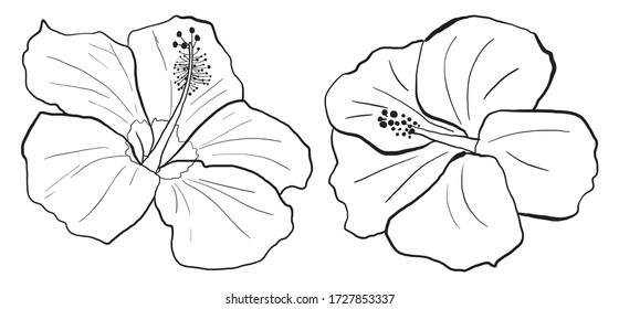 5,327 Hibiscus flower clip art Images, Stock Photos & Vectors ...