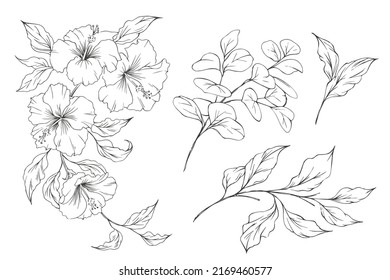 Hibiscus flower. Set of hand drawn sketch exotic flowers and leaves. Vector outline floral design. Black and white line art.