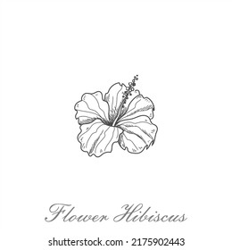 Hibiscus flower. Set of hand drawn illustrations. Vector outline. Isolated