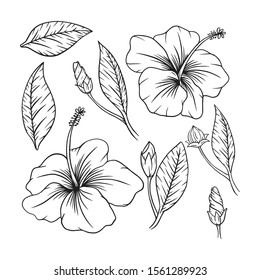 Hibiscus Flower Set Illustration Vector Stock Vector (Royalty Free ...