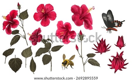 Hibiscus Flower Set Illustration. Vector, isolated on white background. Red Hibiscus flowers, Scarlet mormon butterfly and bee botanical illustration