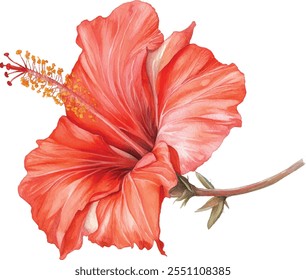 Hibiscus flower set, isolated on white background, watercolor illustration, red blooms.