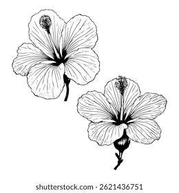 Hibiscus flower Sketch art illustration