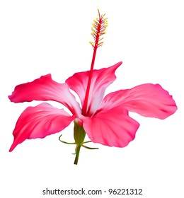 Hibiscus flower, tropical nature vector