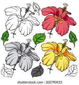 Hibiscus flower. Vector. 