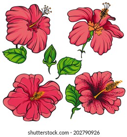 Hibiscus flower. Vector.