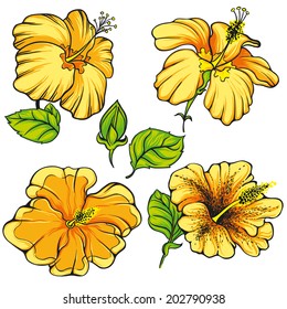 Hibiscus flower. Vector. 