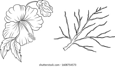 Hibiscus flower vector and branch of flower for doodle art on background.nature illustration for coloring book on white isolated background.flower for tattoo design.