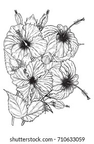 Hibiscus flower vector by hand drawing.Flower set on white background