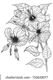 Hibiscus flower vector by hand drawing.Flower set on white background