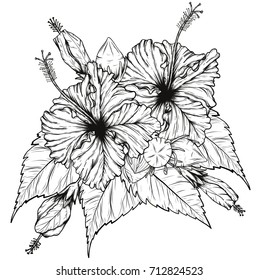 Hibiscus flower vector by hand drawing.Flower vintage card on white background