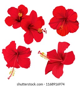 hibiscus flower vector clip art set of 5 red flowers tropical planrs