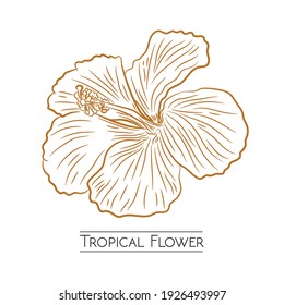 Diseño de vectores de flores tropicales al estilo de la mano