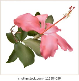 Hibiscus flower vector illustration, pink beautiful plant on white background.