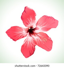 Hibiscus flower vector illustration, red beautiful plant on white background