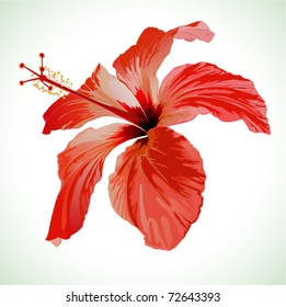 Hibiscus flower vector illustration, red beautiful plant on white background