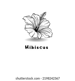 hibiscus flower vector ilustration isolated by white backgroung