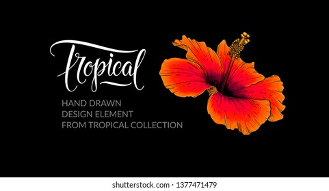 Hibiscus flower vector and isolated. Tropical Hawaiian flower on black background. Design element for hibiscus tea packaging, tropical pattern, summer party, wedding invitation. Vector illustration