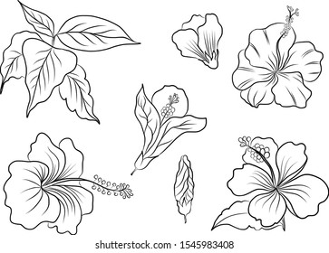 Hibiscus flower vector set for tattoo or printing on jacket on background.Hibiscus floral illustration with Hawaii style.