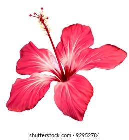 Hibiscus flower vector. Tropical exotic Hawaii plant isolated