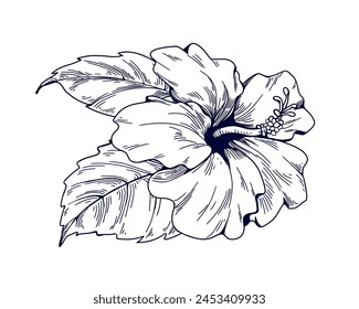 Hibiscus flower, vintage botanical drawing, detailed engraving. Floral bloom with leaf in retro style. Exotic Hawaiian plant etching. Hand-drawn vector illustration isolated on white background