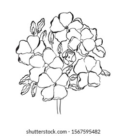 Hibiscus flower in a vintage woodcut engraved etching style