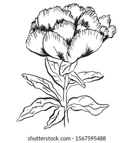 Hibiscus flower in a vintage woodcut engraved etching style