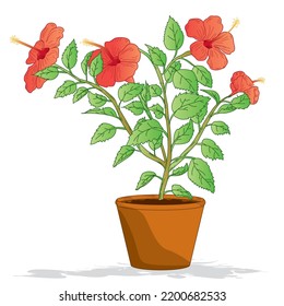 Hibiscus flowering plant in the pot line art color sketch illustration isolated on white background in vector illustration.