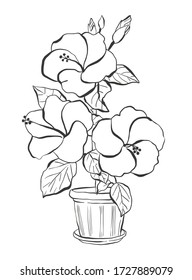 Hibiscus en un florido, ilustración de vector dibujada a mano