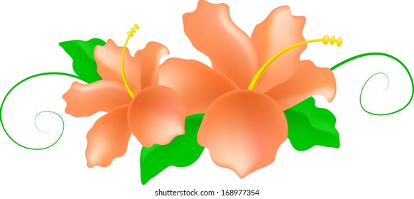 hibiscus flowers