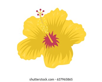 Hibiscus flowers