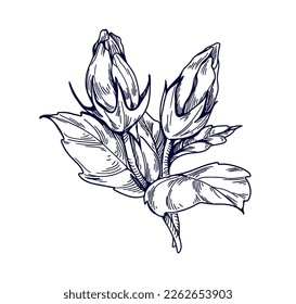 Hibiscus flowers. Botanical vintage drawing of floral plant, unblown buds. Detailed outlined engraved blooms with leaf. Hand-drawn retro etched vector illustration isolated on white background
