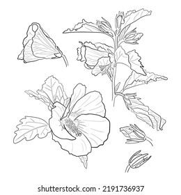 Hibiscus flowers. Buds. Set.Vector black and white illustration.