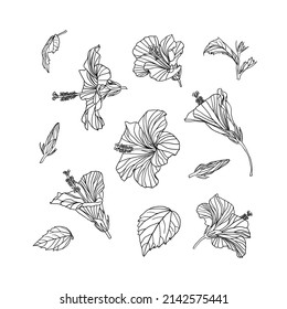 Hibiscus flowers collection. Black and white linear illustration