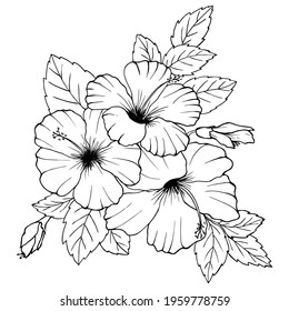 Hibiscus Flowers Drawing And Sketch With Line Art On White Backgrounds.