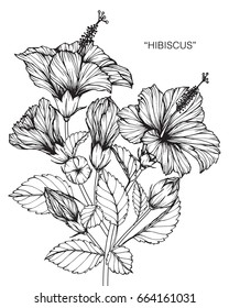 Hibiscus flowers drawing and sketch with line-art on white backgrounds.