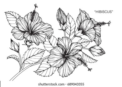 Hibiscus Flowers Drawing And Sketch With Line-art On White Backgrounds.