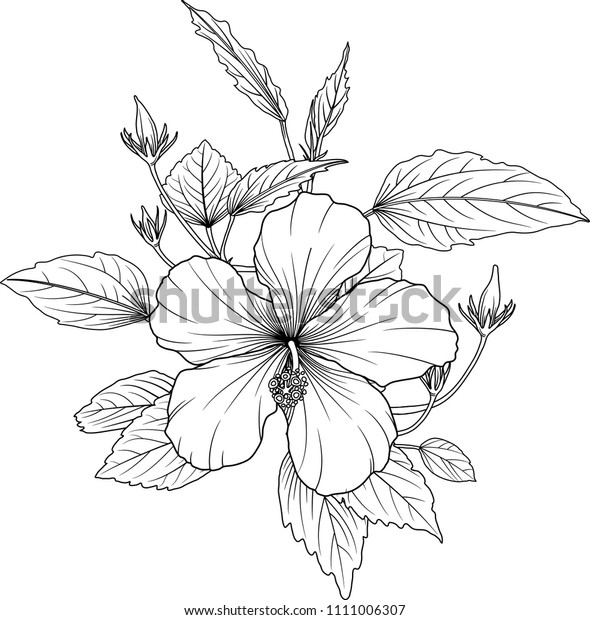 Hibiscus Flowers Drawing And Sketch With Line Art On White Backgrounds 