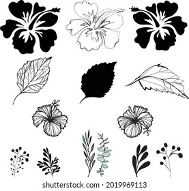 Hibiscus flowers, floral, leaf, vector pattern or illustration design