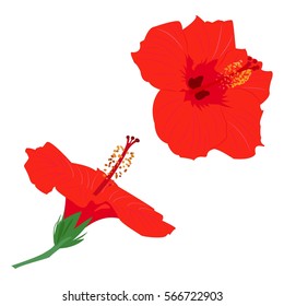 Hibiscus flowers. Hibiscus flower - tropical symbol. Vector.