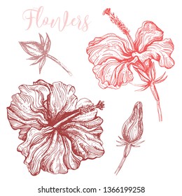 hibiscus flowers illustration pattern vector