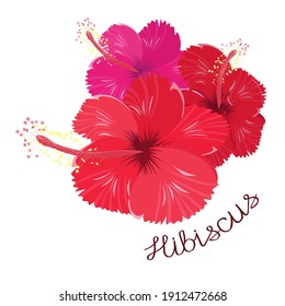 Hibiscus flowers isolated on a white background. An inscription with the name of the plant in the doodle style. Vector illustration for postcards, tea labels and decorations.