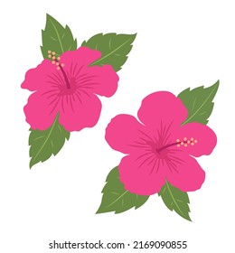 Hibiscus flowers with leaves. Two colorful tropical flowers. Isolated vector illustration in flat style.