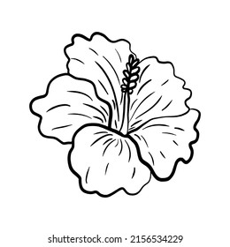 Hibiscus flowers. Hibiscus line art vector illustration. Hand drawn sketch. Black and white silhouette of hibiscus flower isolated on white background. Exotic tropical plant symbol. Hawaiian flower.