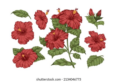 Hibiscus flowers set. Botanical vintage drawing of blossomed floral plants. Realistic tropical blooms with leaves and lush petals. Hand-drawn graphic vector illustrations isolated on white background